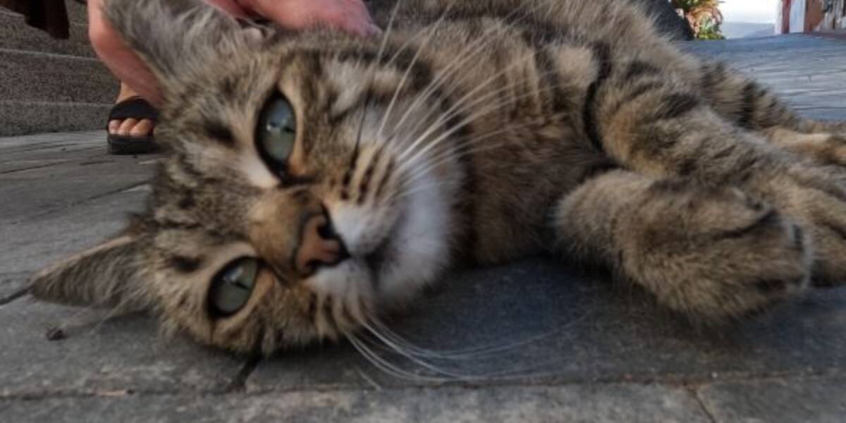 Fuerteventura-Katze-1
